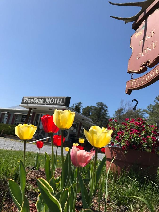 Pinecone Motel Sussex Exterior photo